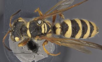 Media type: image;   Entomology 14707 Aspect: habitus dorsal view